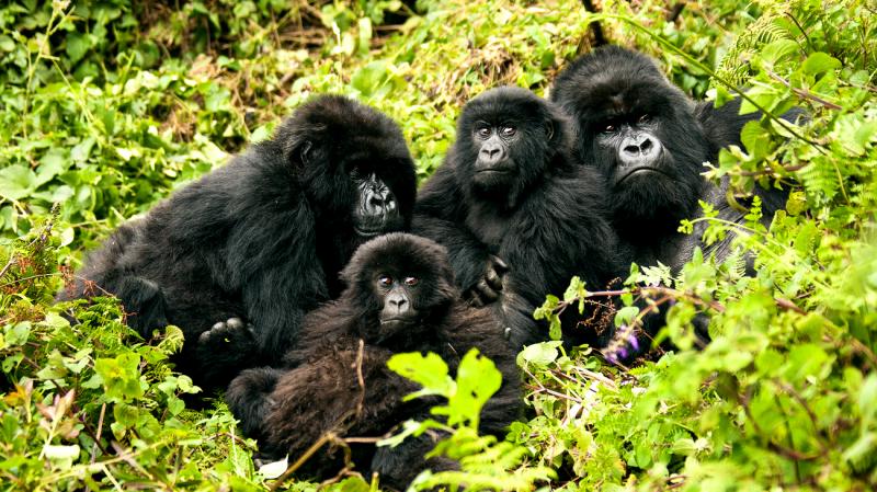 Five Days - Bwindi Gorilla Safari